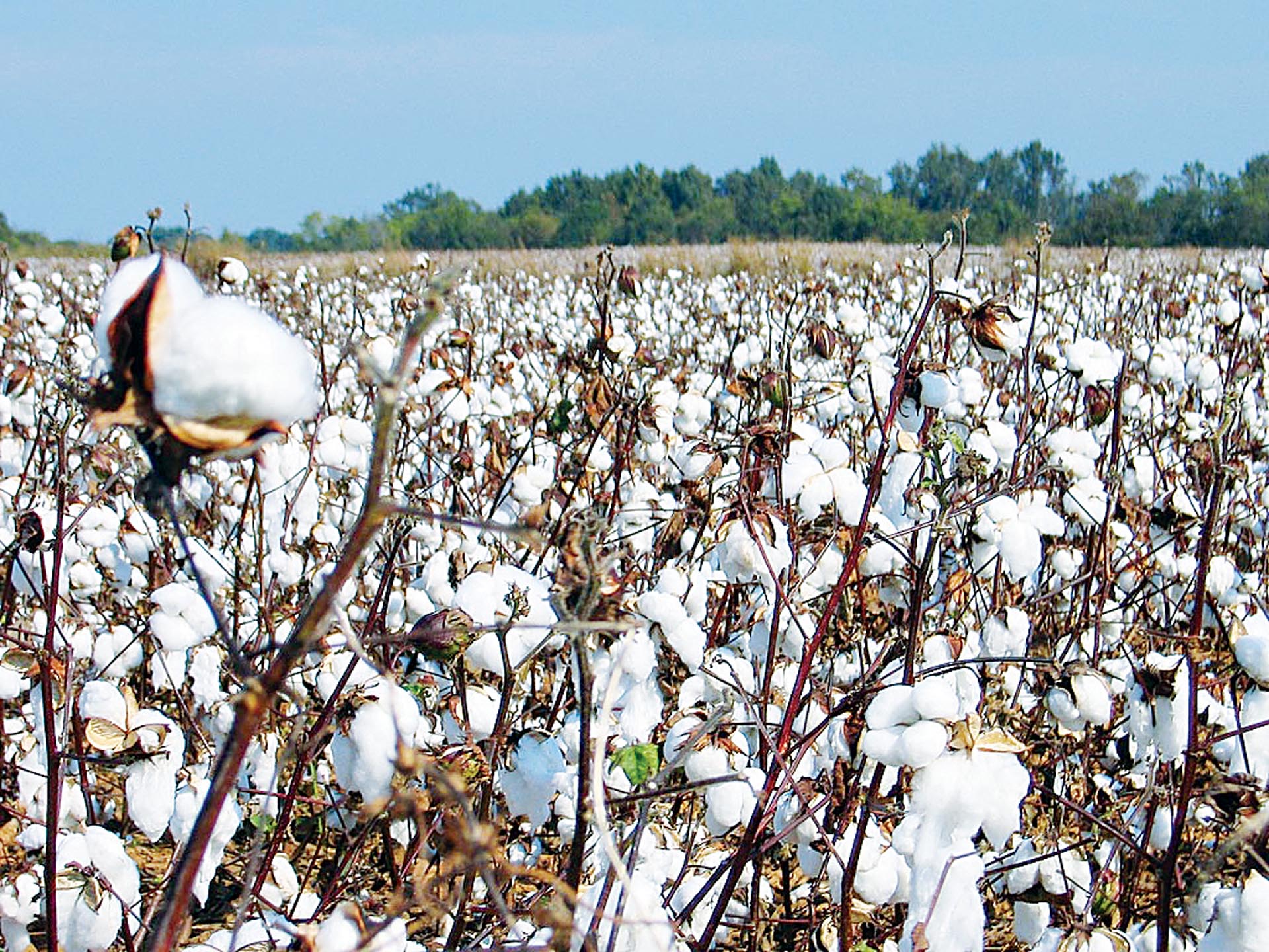 Lower Egypt to open cotton collection centres from mid-October as Giza 97 trials advance