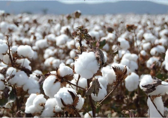 Upper Egypt cotton auctions sell Giza 98 at up to EGP 9,540 a qintar